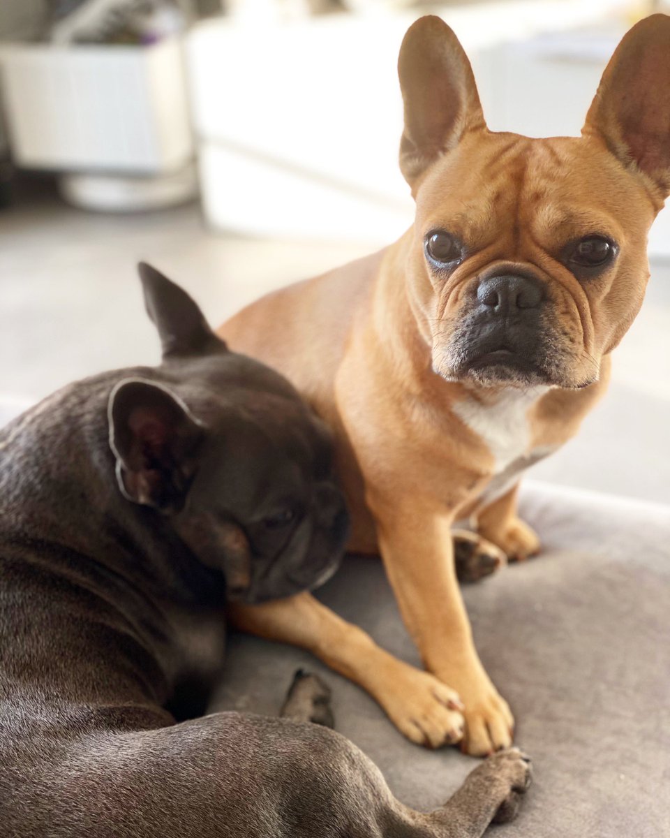 Isa u my best pillowzz 😍❤️😴
#frenchie #frenchielovers #frenchies #dog #doglovers #frenchiesoftwitter #dogsoftwitter
