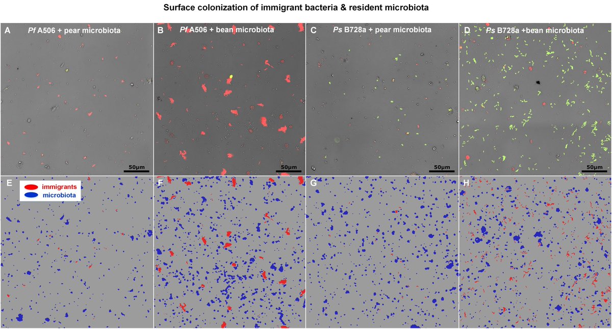 KashtanLab's tweet photo. New paper from our lab just published in The ISME Journal: "Two-way microscale interactions between immigrant bacteria and plant leaf microbiota as revealed by live imaging".  https://t.co/jZgm0g441b. https://t.co/cLH7N1sthK