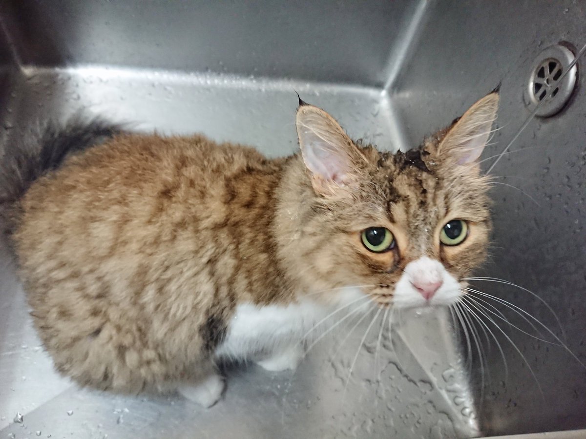 猫カフェ 猫日和 シンクの中に猫がいます お水大好き みかんちゃんです まるで頭を洗っているように見えますが 下に垂れてくるお水を一生懸命に飲んでいるのです 大好きな事をやり尽くした感じで満足そうです