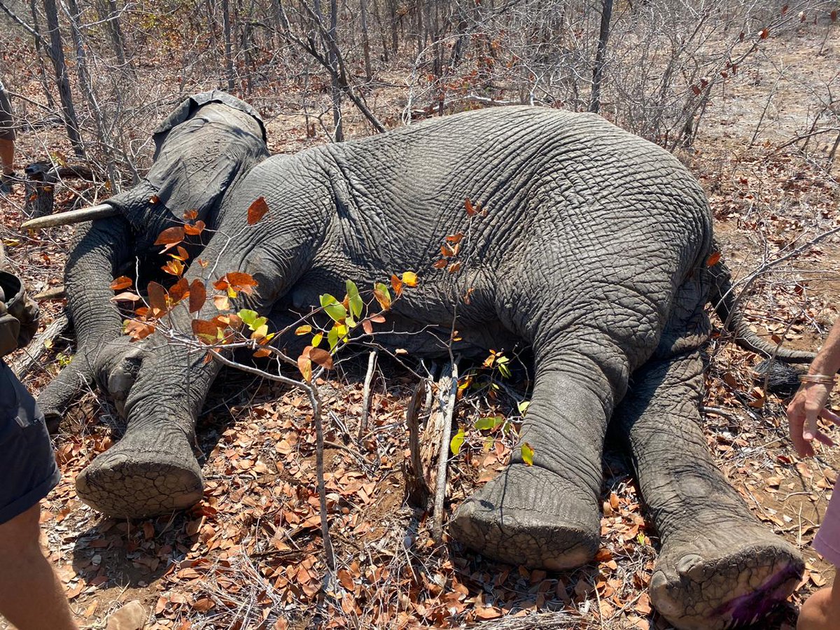 SavingSurvivors's tweet photo. Rangers had reported an Elephant with a suspected snare injury in Mozambique's Zinave National Park. Dr. Joao tracked and darted the patient, luckily it was not a snare, but a bad cut that was easily treated. The gentle giant was treated and sent to rejoin the herd. https://t.co/cfvz8ScQOX
