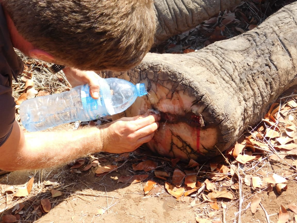 SavingSurvivors's tweet photo. Rangers had reported an Elephant with a suspected snare injury in Mozambique's Zinave National Park. Dr. Joao tracked and darted the patient, luckily it was not a snare, but a bad cut that was easily treated. The gentle giant was treated and sent to rejoin the herd. https://t.co/cfvz8ScQOX