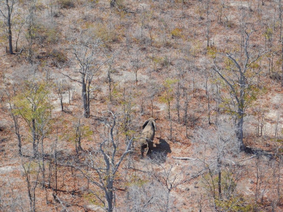 SavingSurvivors's tweet photo. Rangers had reported an Elephant with a suspected snare injury in Mozambique's Zinave National Park. Dr. Joao tracked and darted the patient, luckily it was not a snare, but a bad cut that was easily treated. The gentle giant was treated and sent to rejoin the herd. https://t.co/cfvz8ScQOX