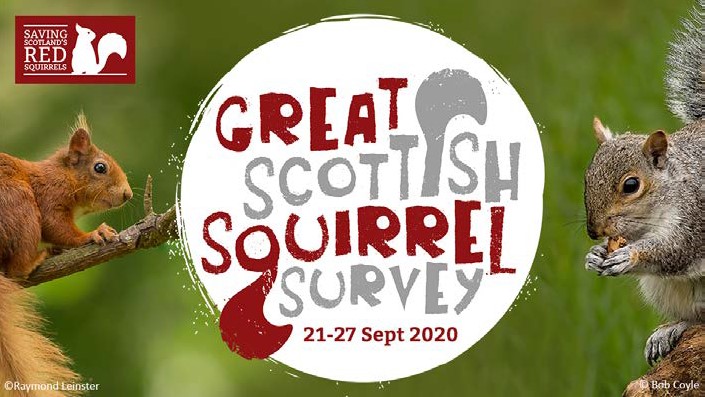 NatureScot's tweet photo. We’re joining the #GreatScottishSquirrelSurvey! Look out for squirrels this week (red and grey) and report them to @ScotSquirrels at https://t.co/jJ5H9yAixI https://t.co/VJ9uRYrzJo