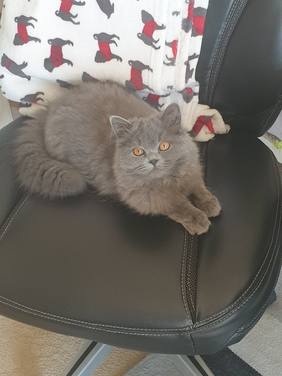 Bluebell 5 mths #greycatday #CatsOfTwitter