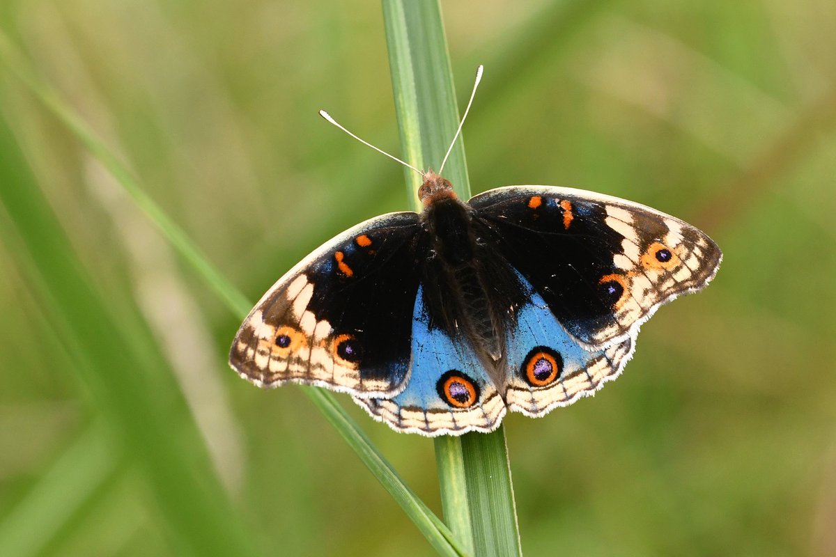都立小山田緑地 秋の季節ならではの昆虫から 東京都内ではちょっと珍しい蝶まで 小山田緑地の秋の昆虫 をhpで紹介しています T Co 9kjkejgpuc 小山田緑地 秋 昆虫 アオタテハモドキ ホシホウジャク 自然情報 Sdgs T Co
