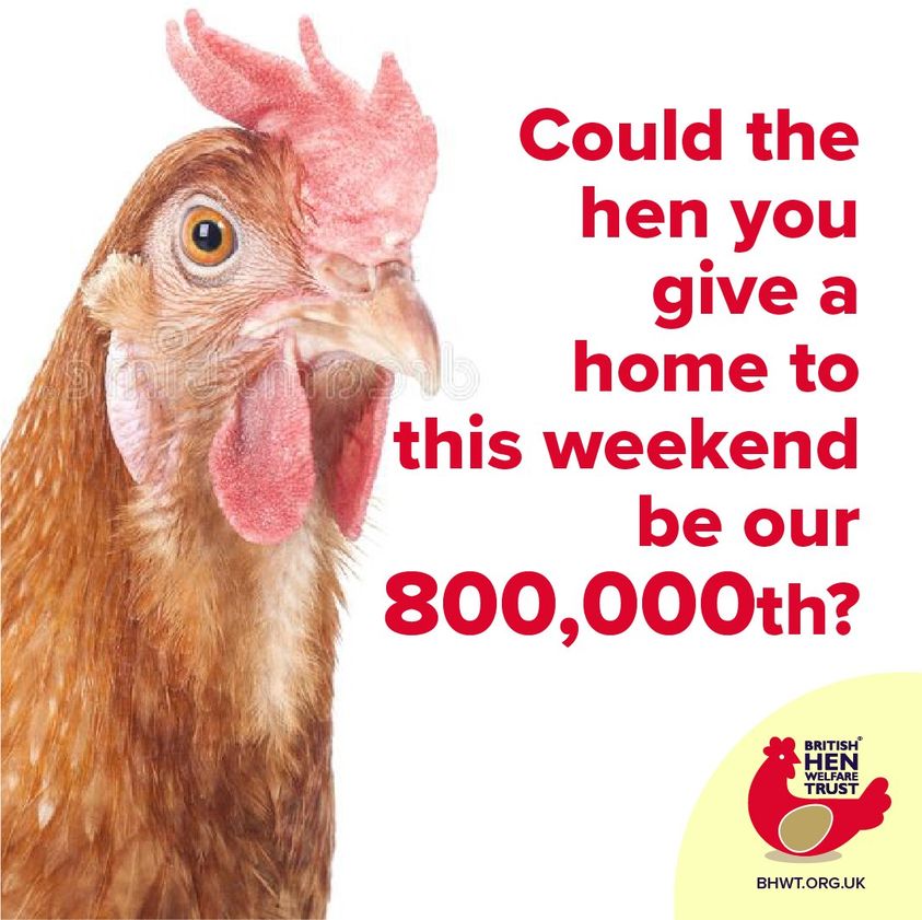 LAST CHANCE APPEAL! Since 2005 it has been our driving mission, and this weekend we will be saving our 800,000th hen! Please help us find homes for these wonderful little creatures! But hurry, phone lines close Friday at 4pm!
Find out more here:bhwt.org.uk/rehome-hens/