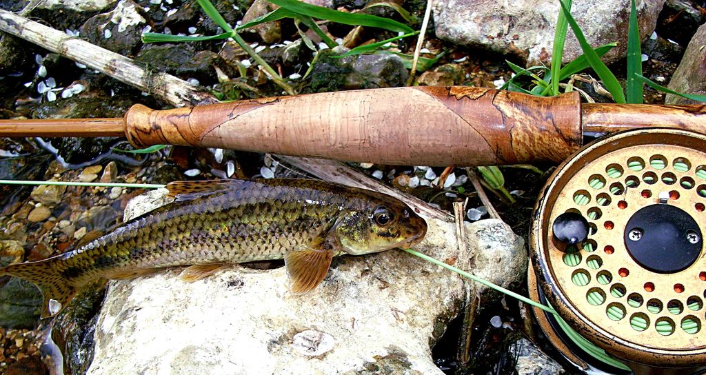RodsAndBlades's tweet photo. One of the least expected catches- gonk!😁 #slowlife #forest #customknives #edc #customrod #bespoke #splitcanerods #handmade #customcutlery #chefsknife #kitchenknife #art #jewellery #engraving #bushcraft #bushcraftuk #outdoors #campinglife #hunting #shooting #whisky #cigar https://t.co/c3pKCFUwAU