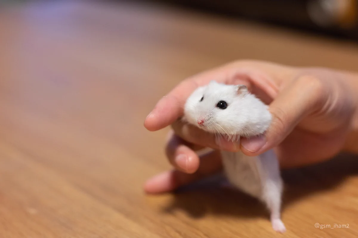 もちもち感たっぷりで可愛い！お餅のように伸びちゃってるハムスター！
