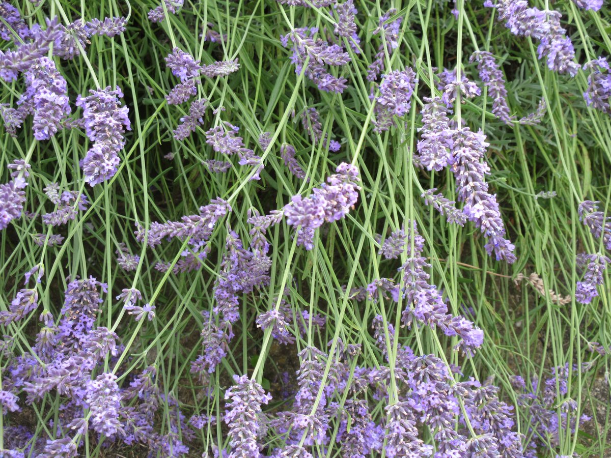LyndaWarren1's tweet photo. Good morning, #herb hint 17. Itโs easy to make your own #handscrub to use after gardening. Mix 1/3 #lavender flowers, 2/3 granulated sugar + enough olive oil to moisten, store in an airtight jar by the sink. Lavender antibacterial, sugar exfoliant, oil leaves skin smooth. https://t.co/dkX2UXbOci