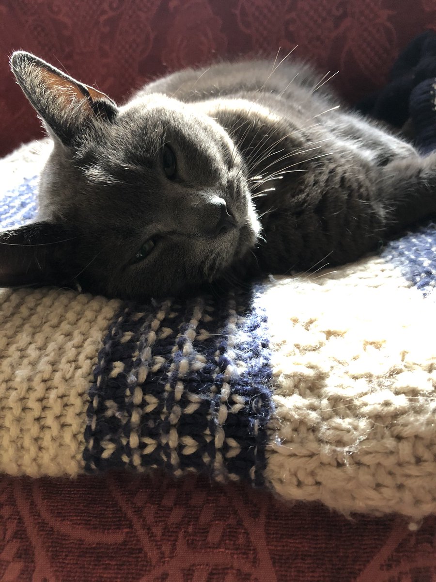 Lesarosee's tweet photo. @Kissmypaw #greycatday 🤍 https://t.co/C0UXIlB4aG