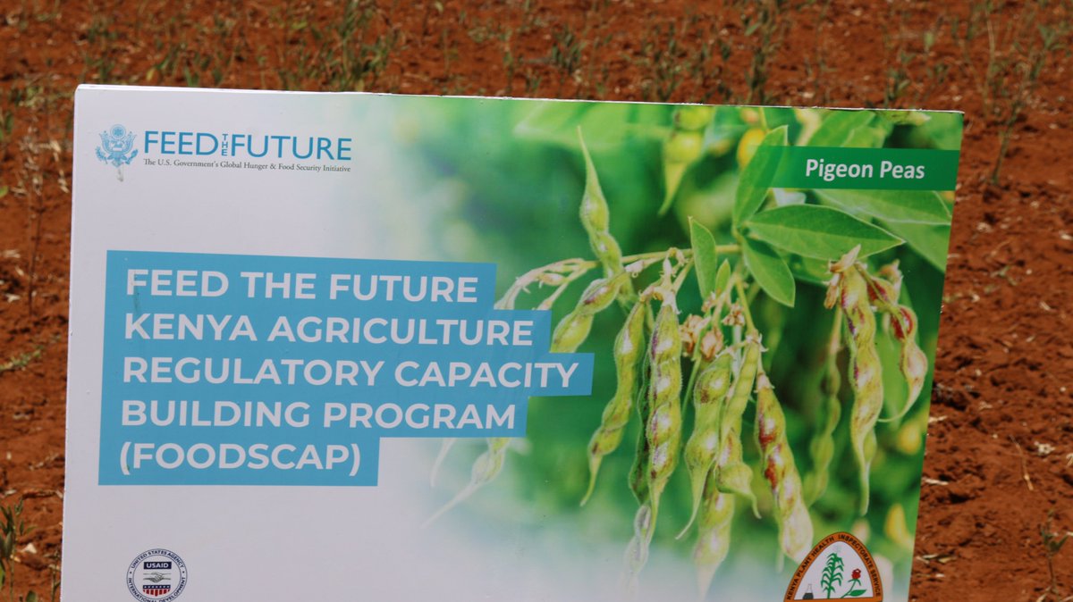 Certified seed does not cost, it pays; results in high yields, quality crop produce and better returns when all other factors of crop production and agricultural practices are optimal-good soil fertility,conducive climate,ample soil and irrigation,proper water and fertilizer use.