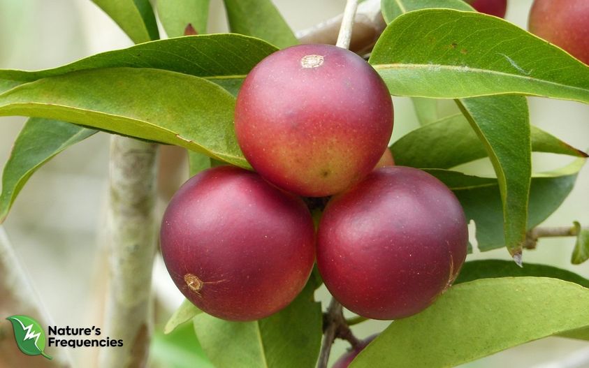 NaturesFreq's tweet image. #ImmunityPatch with #CamuCamu 
#NaturesFrequencies at the forefront of technological breakthrough, have been able to identify, extract and emulate the very fields of this particular diamond...naturesfrequencies.com