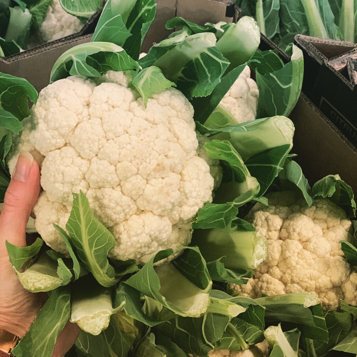 It’s all about the yield...and guys - do we have good yield! Beautiful British Cauli’s locally grown and in season now #cauliflower #caulicheese #manchesterchef #vegsupplier