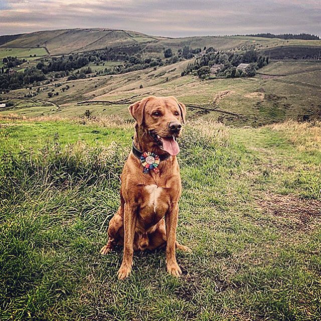 mydogfield's tweet photo. One proud boy πΆ
.
.
.
#mydogfield #mydog #dog #doglife #field #views #saddleworth #pennines #securefields #dogsofinstagram #dogstagram #dogsofinsta #dogsofmanchester #dogsofinstaworld #doglovers #dogoftheday #doggies https://t.co/qD8f0T3W72