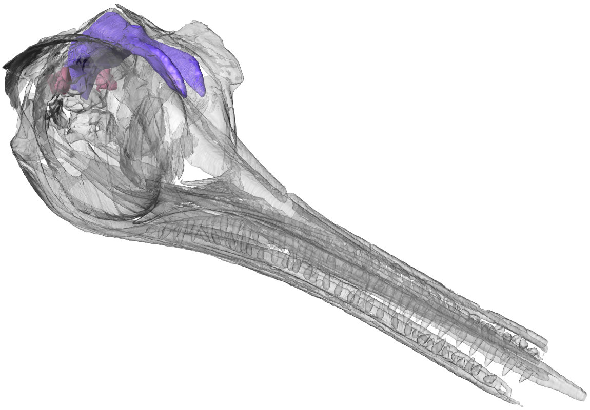 The best specimens can be CT scanned.  @moononthebones w/  @ryndmrk, Mike Benton, Matt Williams  @BRLSI produced the first fully 3D ichthyosaur endocast.  @moononthebones is still exploring more about their senses  http://tinyurl.com/y55czykb  4/7