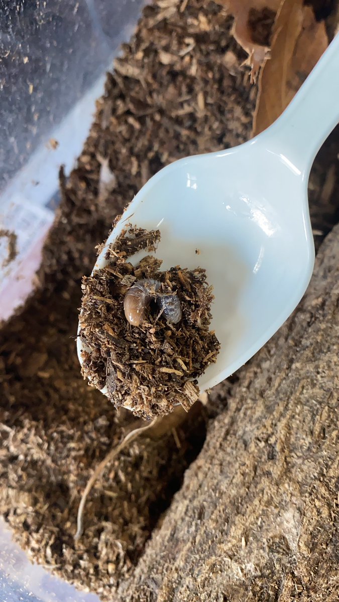 Wink S卓球教室 大切に育てていたカブト虫の幼虫が産まれていました うれしいけど 初心者でも育てられるのでしょうか 育て方教えてください カブトムシ 幼虫 育て方