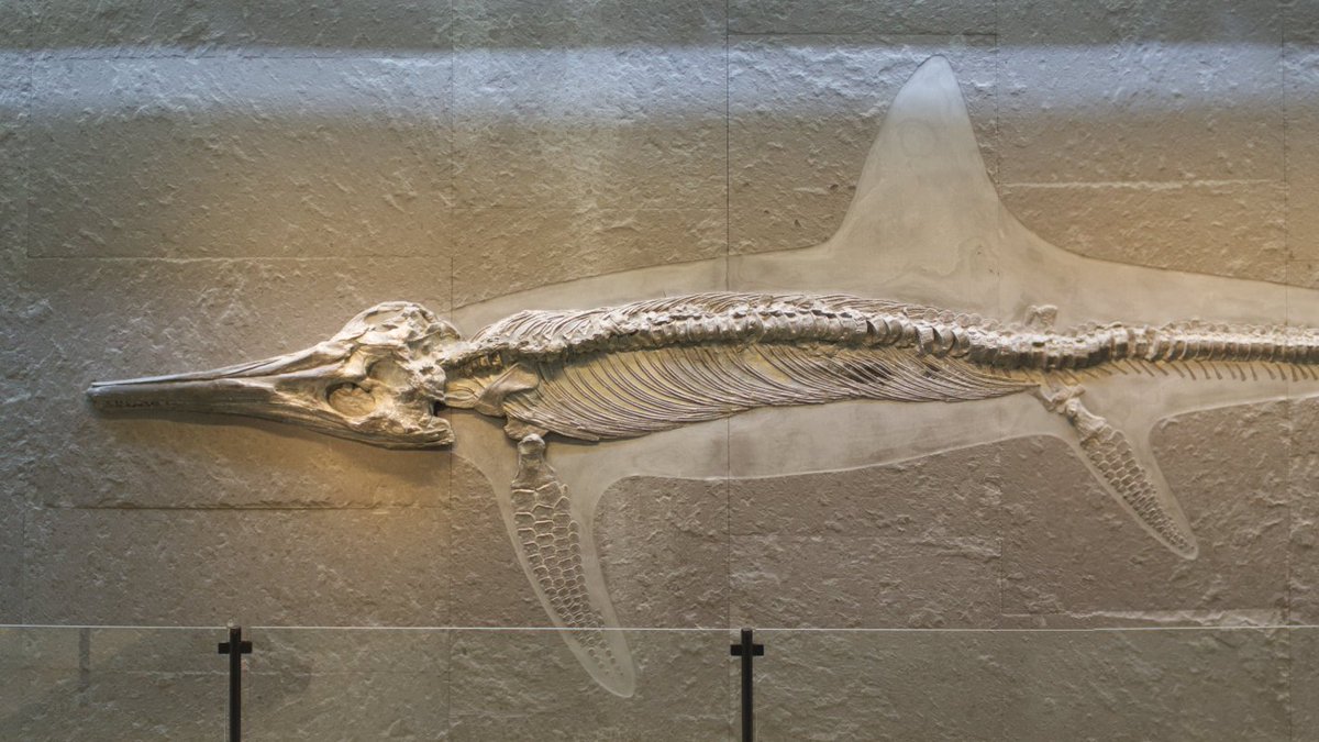 Before and during the time of the dinosaurs many marine reptiles ruled the oceans.  @moononthebones started studying dolphin-like  #ichthyosaurs examining UK specimens and how ichthyosaurs are related and evolved  http://tinyurl.com/y3tq4ypg  3/7