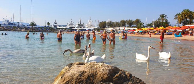 🦢 Une belle cohabitation sur les plages cannoises ! 🦢
📷 @MireilleBoissy #CotedAzurFrance #insolite #summertime #Cannes @CannesIsYours https://t.co/KeJkIDYDs0