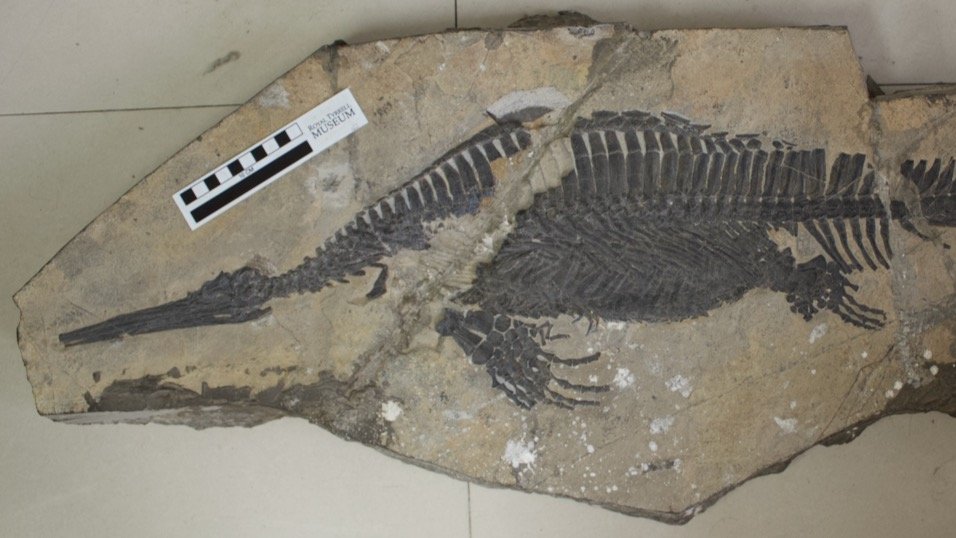  @moononthebones has been lucky enough visit China to collaborate with Long Cheng in Wuhan(!) on the exceptional Early Triassic (~250 mya) remains, investigating how quickly diversity recovered after the biggest mass extinction 6/7