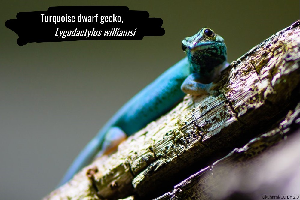 The bright colouration of the male Lygodactylus williamsi has increased demand in the pet trade, with at least 15% of the wild population being collected in a 5 year span from 2005. Find out more about this vibrant gecko: bit.ly/32QjHRu

#weirdandwonderful #EDGEspecies