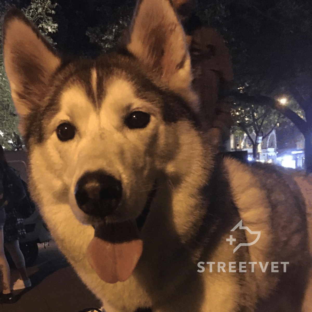 Here is the beautiful Blue, 1 of our SV Norwich regular visitors! He popped over for a health check which was given by one of our lovely volunteers.

Blue was very happy to see everyone, &amp; was greeted with smiles all round &amp; treats for being such a well behaved boy! 

#homeless