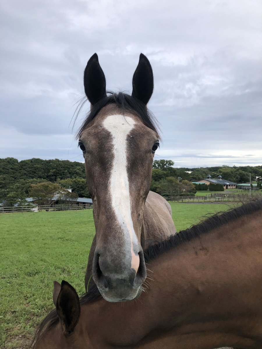 fujisawa_EG's tweet photo. No.462 クリヤマキアートの2019
父 ゴールドシップ
性別 ♀
#セプテンバーセール2020上場馬 #lot462
#ゴールドシップ産駒 #クリヤマキアート https://t.co/PJOZaN8AS2