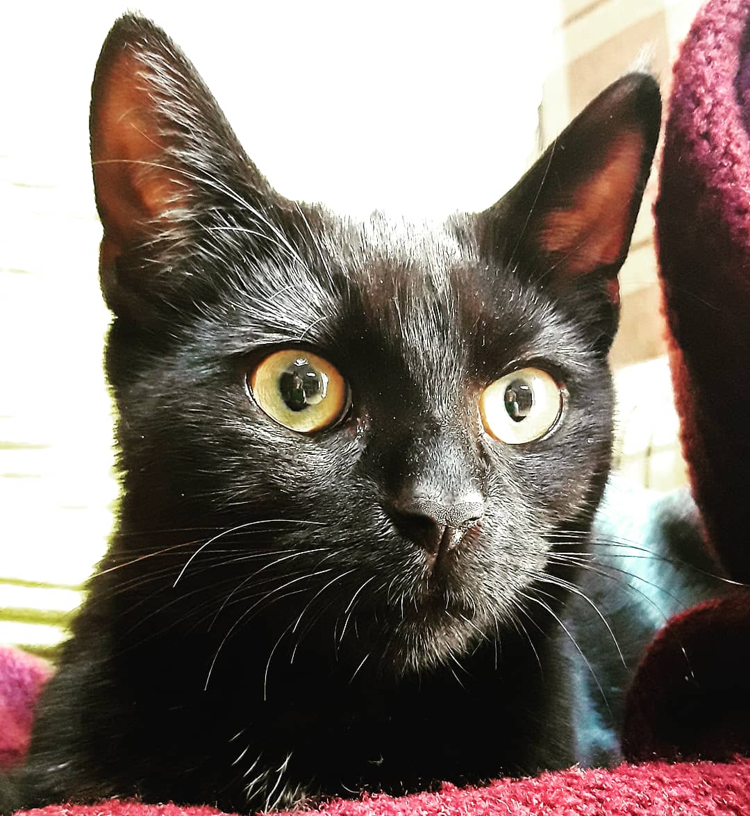 catsofasgard's tweet image. Kitten pic overload - but he is so damn cute ... #odin #odinthekitten #thecatsofasgard #cats #kittens #sorrynotsorry