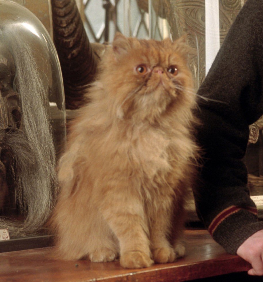Which pet would you take to Hogwarts?