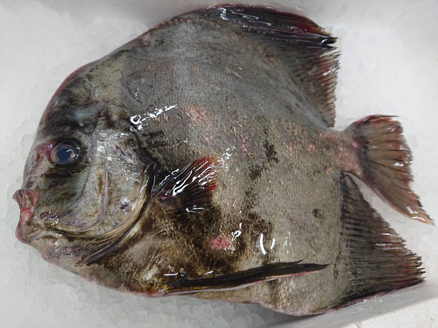 印束商店 長崎の変わった魚屋 今日の在庫宣伝です ツバメウオ K1500円 1 58 2370円 平たい魚は脂乗る アラ ホタ K4500円 4 48 160円 言わずと知れた超高級魚 C鮮魚セットミニ1 08 1500円 カイワリ マルアジ ニセタカサゴ D鮮魚セット2 1