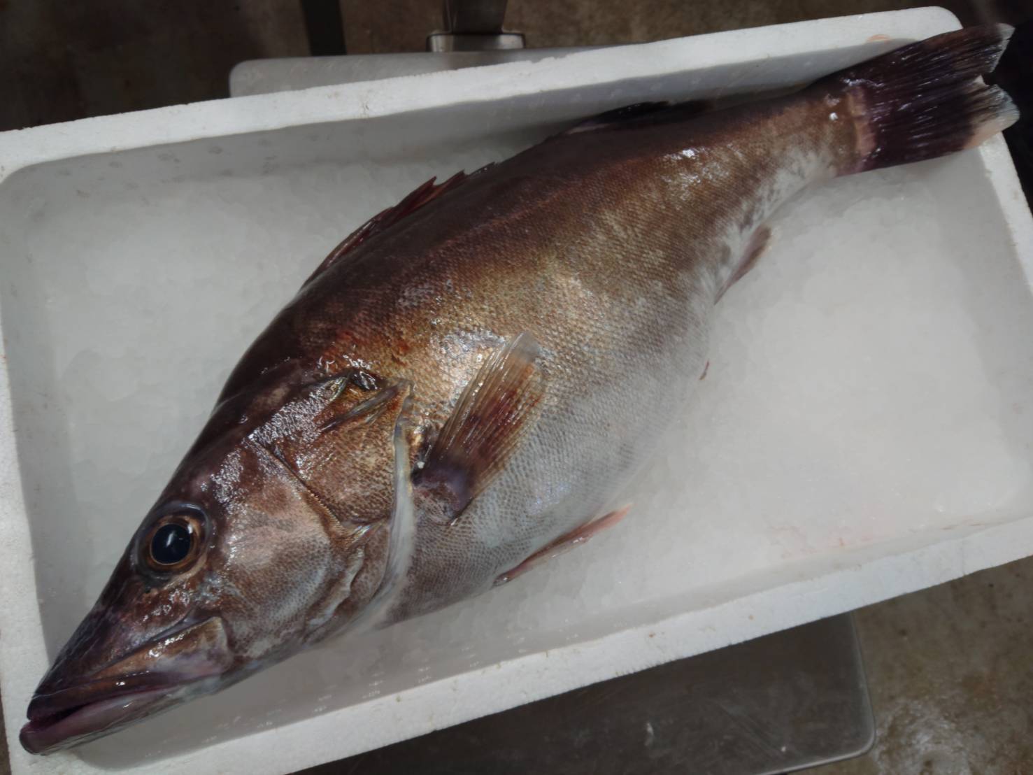 印束商店 長崎の変わった魚屋 今日の在庫宣伝です ツバメウオ K1500円 1 58 2370円 平たい魚は脂乗る アラ ホタ K4500円 4 48 160円 言わずと知れた超高級魚 C鮮魚セットミニ1 08 1500円 カイワリ マルアジ ニセタカサゴ D鮮魚セット2 1