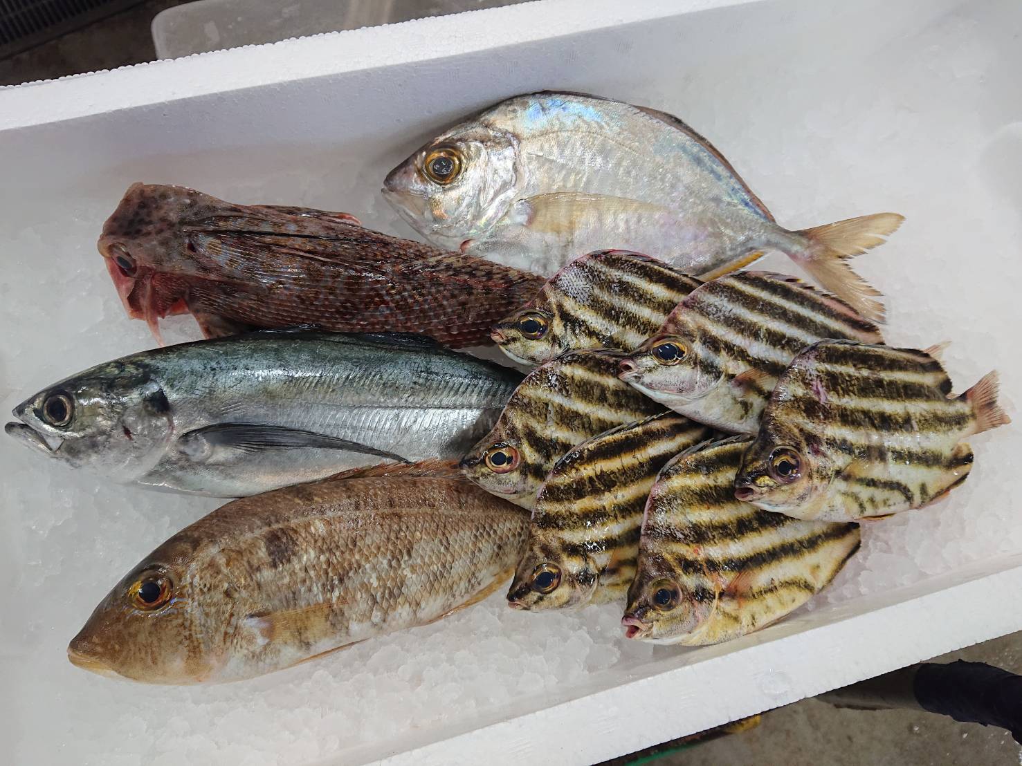 印束商店 長崎の変わった魚屋 今日の在庫宣伝です ツバメウオ K1500円 1 58 2370円 平たい魚は脂乗る アラ ホタ K4500円 4 48 160円 言わずと知れた超高級魚 C鮮魚セットミニ1 08 1500円 カイワリ マルアジ ニセタカサゴ D鮮魚セット2 1