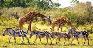 FSGLTA's tweet photo. WILDLIFE WEDNESDAY
Visit the Goldfields game ranch in Flamingo Route, Theunissen, to get a taste of the wildlife.
#wildlife #fstourism #shotleft #TourismMonth2020 #FreeState #sharesa https://t.co/Sda98TxrlD