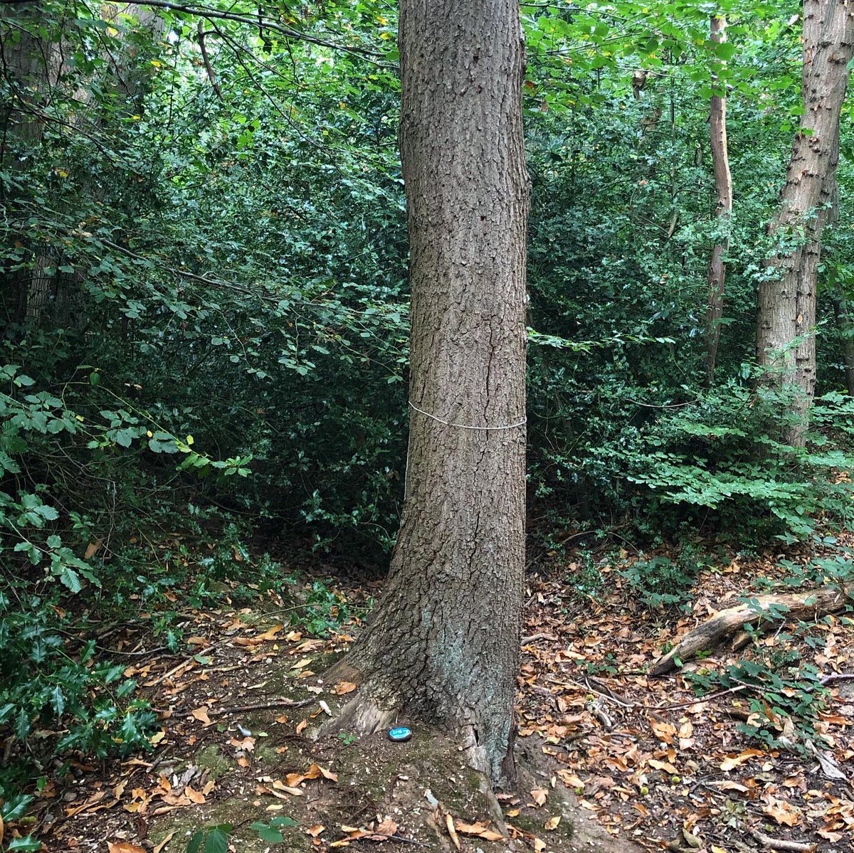 CompassionateRo's tweet image. Look up
↪️
You have a place in all things

Whatever is happening in me I find that looking up, esp in nature, brings new perspective &amp;amp; reminds me I’m interconnected with all life. You too have a place in all things🌱💚

#pebbleswithpurpose #compassionaterocks #365daysofcompassion