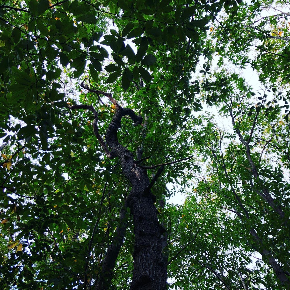 CompassionateRo's tweet image. Look up
↪️
You have a place in all things

Whatever is happening in me I find that looking up, esp in nature, brings new perspective &amp;amp; reminds me I’m interconnected with all life. You too have a place in all things🌱💚

#pebbleswithpurpose #compassionaterocks #365daysofcompassion