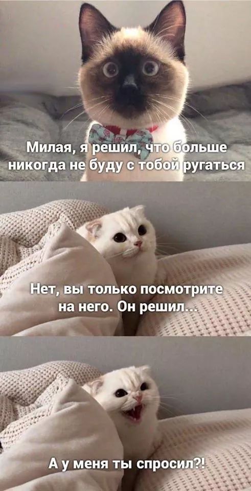 cerniiKogoti's tweet photo. #funnykitty #cats https://t.co/hYxzukJA8Q