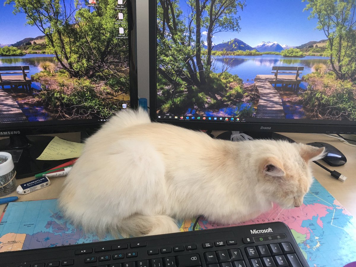 MyBilingualVA's tweet image. #workdistractions #WorkFromHome #mybilingualva #lovemycat