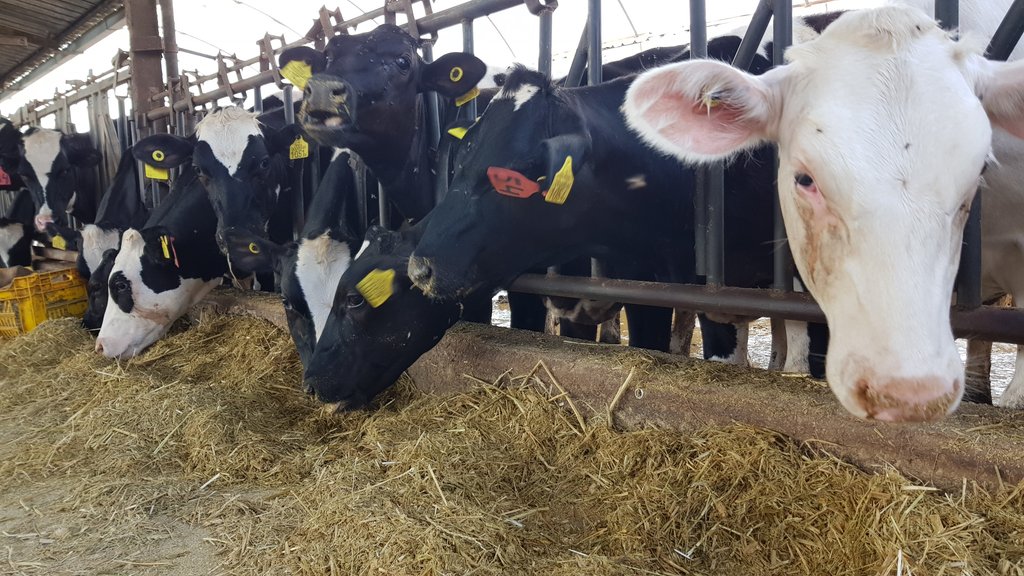 Feeding time #dairyschool