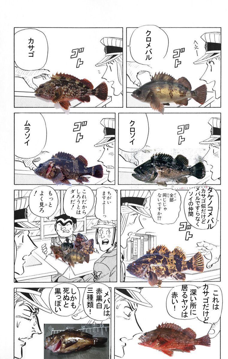 最高の根魚テキスト クー太郎 劇団ドム座すみぺれんぽうの漫画 最高の根魚テキスト クー太郎 劇団ドム座すみぺれんぽうの漫画