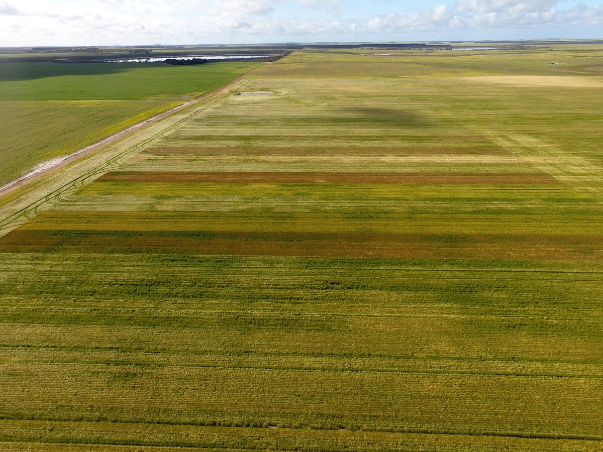 Another view from today SEPWA Barley Trail