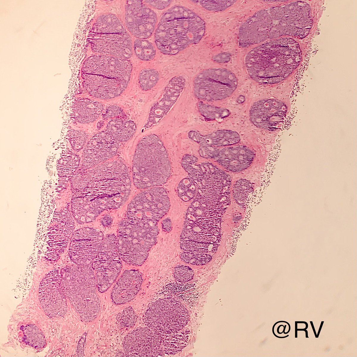 Rama Vidhun tweet media