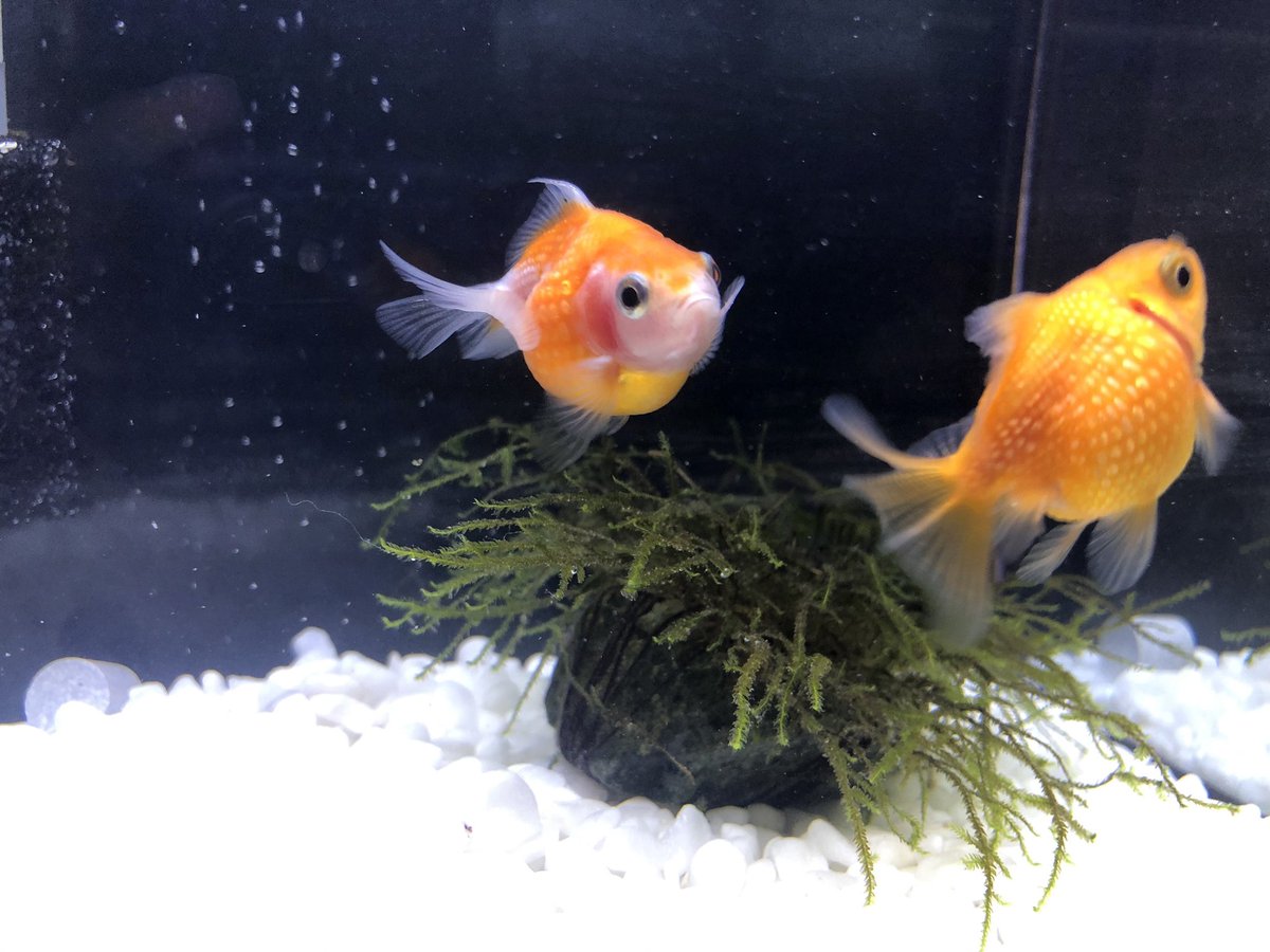 のぞ太郎 和風 和風水槽 障子 Diy レイアウト アクアリウム 金魚 ピンポンパール がんばった誉めて のぞ太郎 和風 和風水槽 障子 Diy レイアウト アクアリウム 金魚 ピンポンパール がんばった誉めて