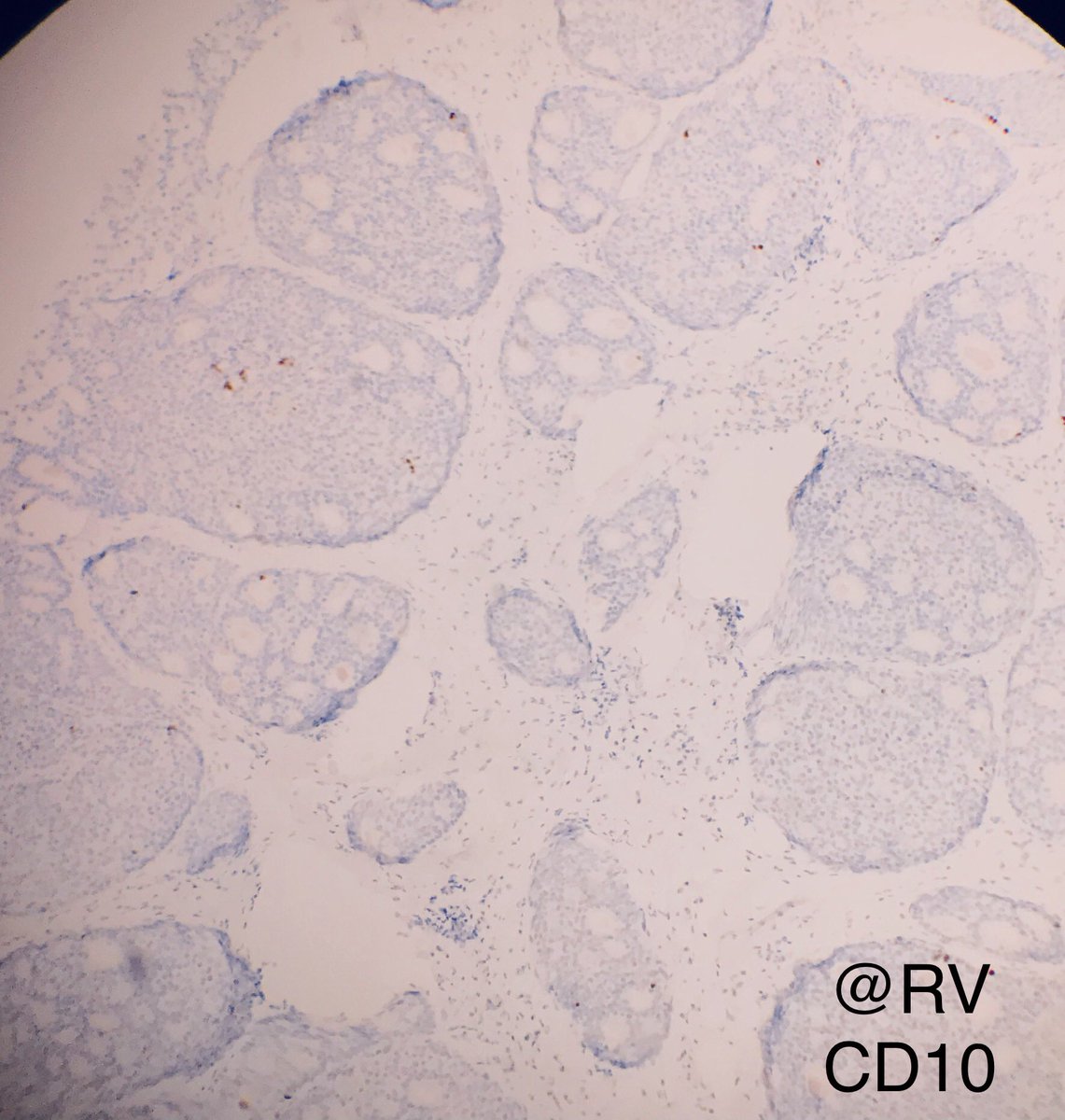 Rama Vidhun tweet media