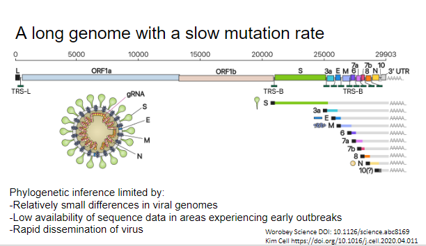 Before we get there, important points abt cov-2 genome:1. As a cov, large relative to RNA viruses (~30k bp)2. #1 possible because of a high fidelity proofreading exoribonuclease3. Because of #2, v slow rate of evolution (evolutionary rate much slower than transmission rate)