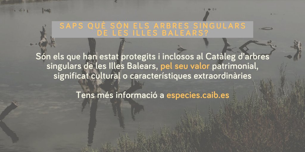 piacaib's tweet photo. 🌳 A Balears n'hi ha més d'una seixantena. Segur que els coneixes més pel nom popular que tenen que per l'espècie
📚 El #PIAFAQs d'avui el dedicam als arbres singulars. Quins coneixes? https://t.co/nRxSAwA4r7