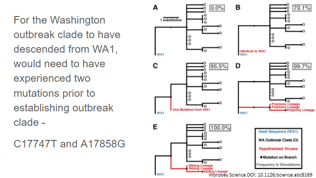 Back to the paper. They used sampling from simulations to show that observed pattern of observed viruses through March 15 would be extremely unlikely if descended from WA1
