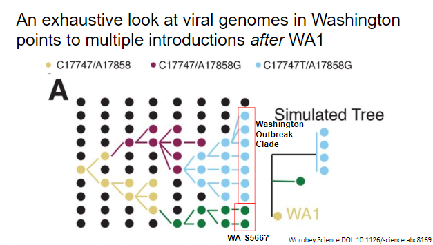 They further bolstered this claim by looking at more exhaustive collection of genomes in Washington area, finding a later virus that lacked two washington outbreak clade-defining mutations and showing that again unlikely to descend from WA1