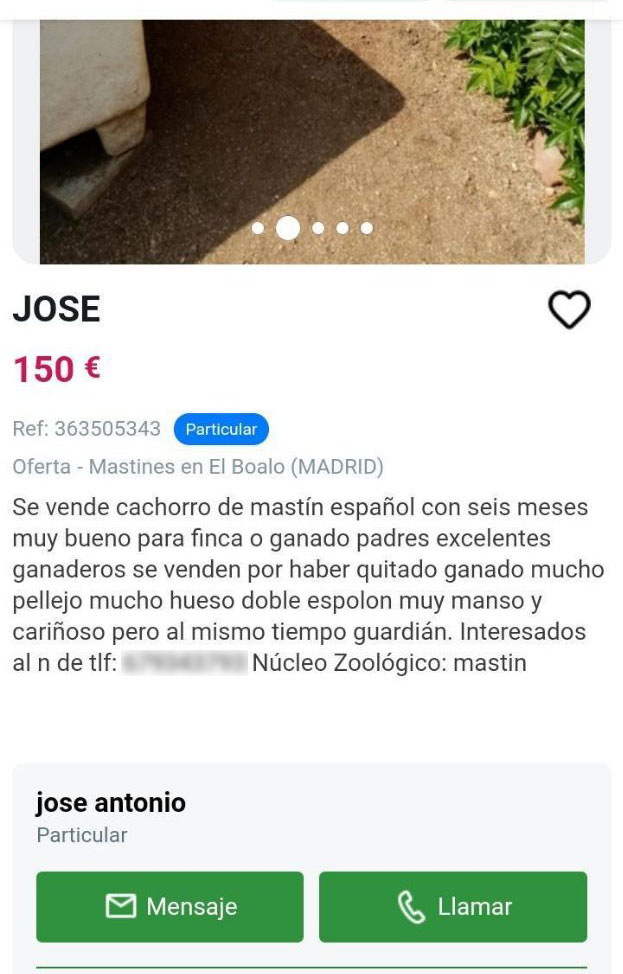 😠 Nos suelen llegar imágenes como esta, en las que se venden animales a través de plataformas de compra-venta.
👉 @Milanuncios, esto es ilegal y perpetúa el empleo de animales como herramienta. ¡Exigimos un control estricto y la retirada de todos los anuncios de este tipo! ‼️ https://t.co/opTnt2XHky