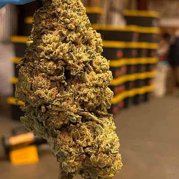 JacobRocker5's tweet image. Always be proud of what you do , i am to help the sick , those suffering from depression,  Anxiety,  Pain and cancer . Feel free to consult me and get your prescriptions