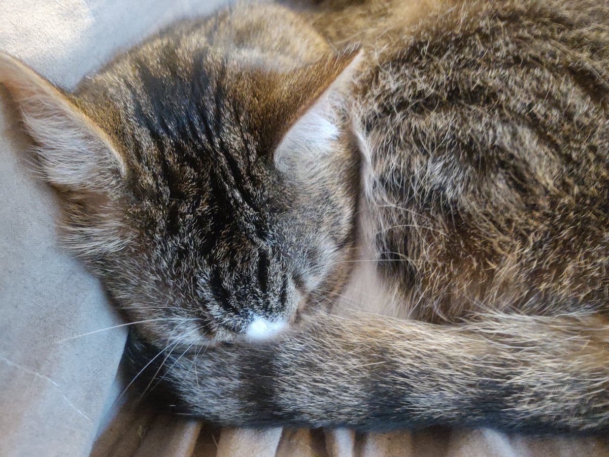 Pinktoebean's tweet photo. Cold nose...

Warm heart...❤️

#CatsOnTwitter #CatsOfTwitter https://t.co/ztVxOVoHCn