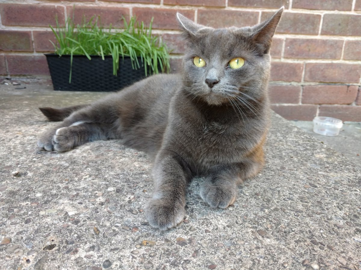 Paf & Tika tweet media